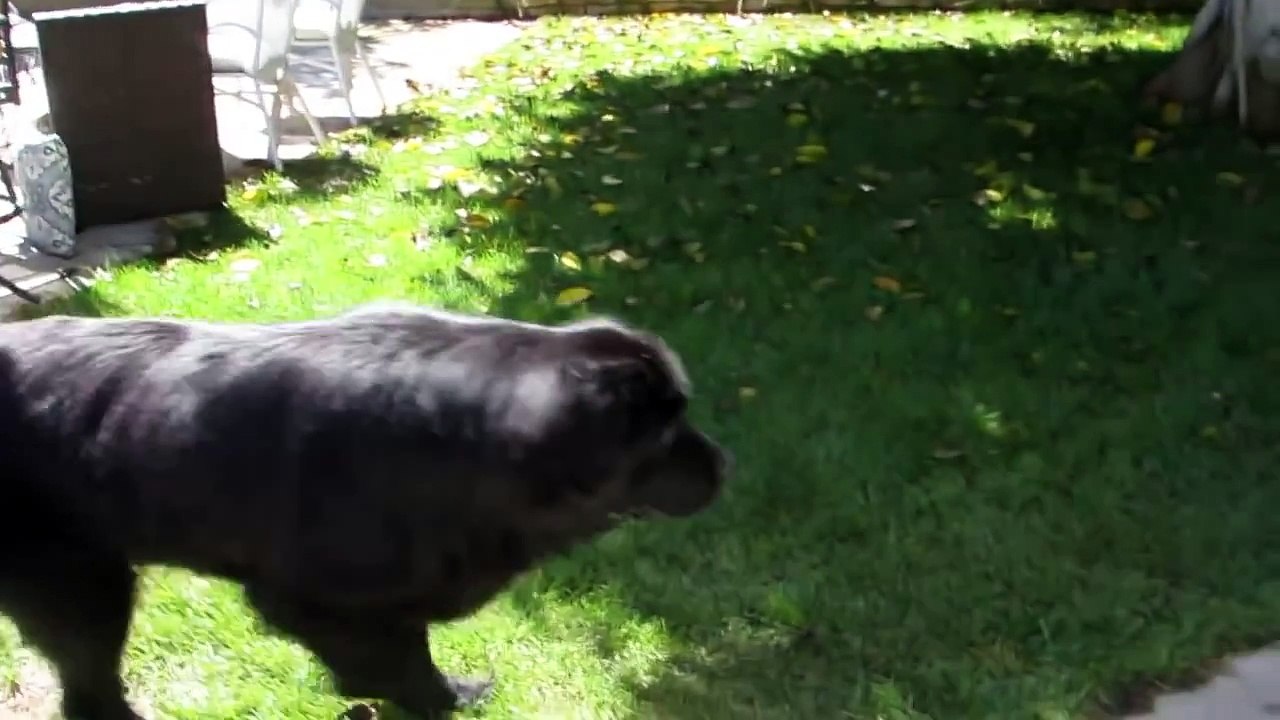 doggie  playing hide and seek