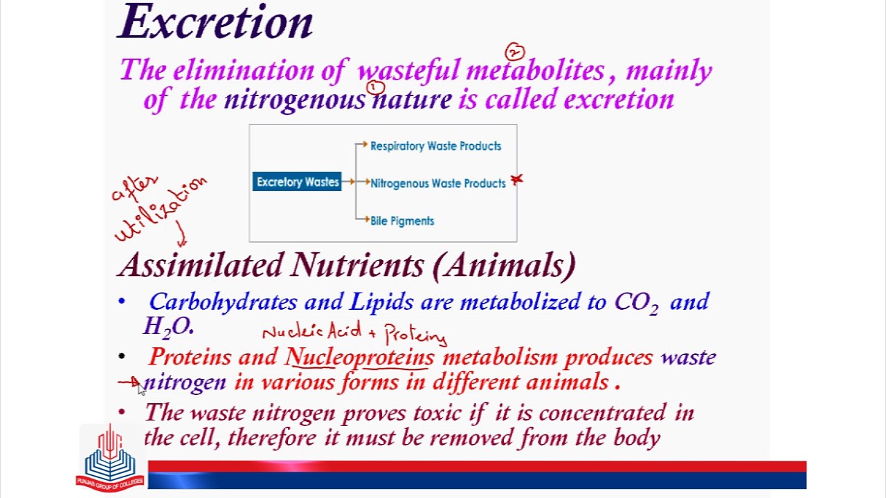 Excretion
