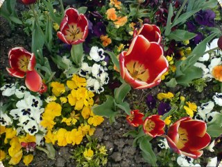 Zeki Müren-Sevemez Kimse Seni