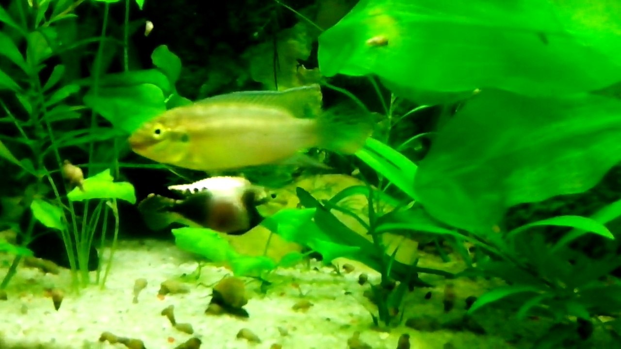 subos_fin_decembre_2014[1]