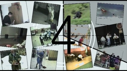 Funny Animals - Funny Home Videos - Parrot Beats Up Crazy Dog