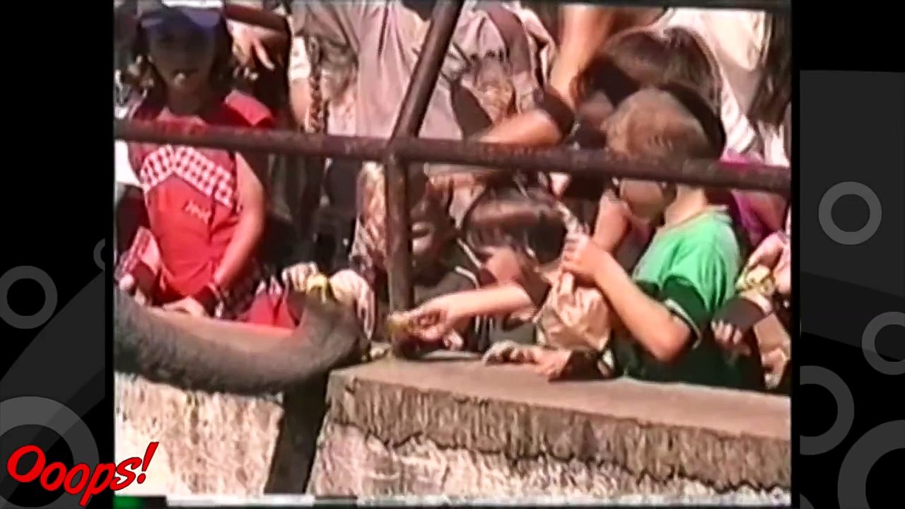 Funny Animals - Funny Home Videos - Greedy Elephant Snatches Kids Food
