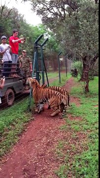 Dunya News - Slow motion video captures tiger jumping 10 feet to grab food