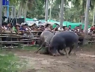 Very Dangerous Bull Fighting