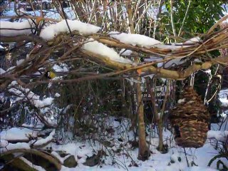 le repas des mésanges
