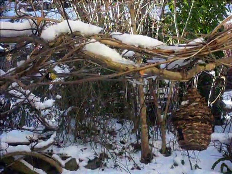 le repas des mésanges