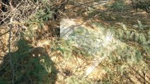 Discovered a previously unknown Jewish grave hidden under bushes 1-Jan-2015