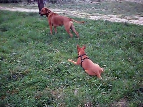 Jade et ses copains Héliot le boxer et Eros en ballade le 26-12-2014 n° 2