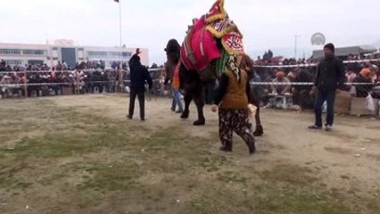 Devesi Güreşirken Yerinde Duramayan Kadın