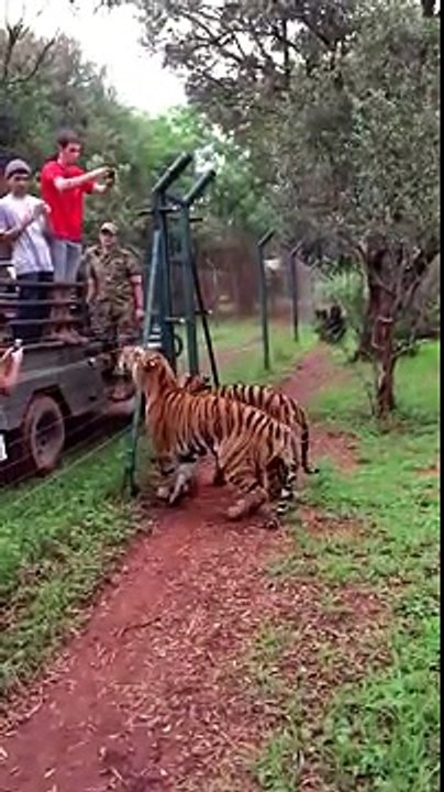 L'incroyable saut d'un tigre