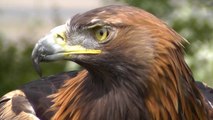 Golden Eagle - Bird of Prey - Spectacular Close Up of Natures Hunting Machine