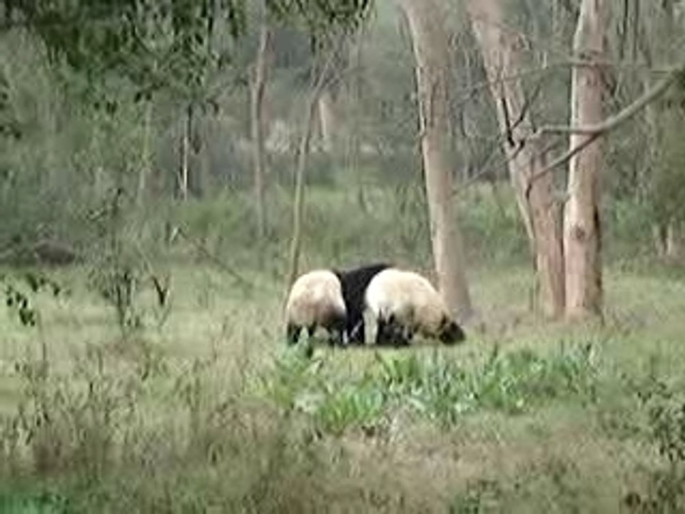 un combat de pandas...pour rire.