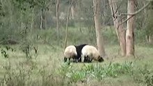 un combat de pandas...pour rire.