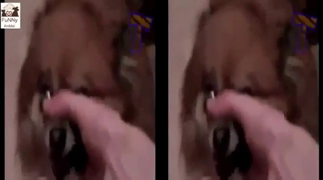 Funny Animals Animals Making Funny Sounds and Noises