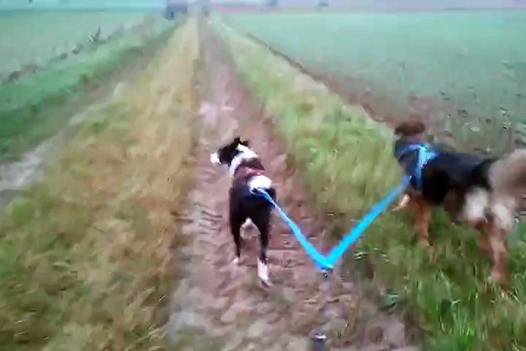 Folk et Havane en canicross, dec 2014