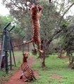 Tiger Jumps Incredibly To Catch Meat (Slow-Motion)