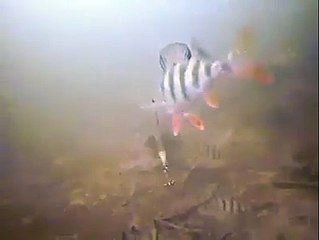 Balık tutarken suyun altında neler olduğunu merak ediyor musunuz ?