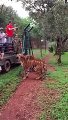 Slow motion video captures tiger jumping 10 feet to grab food.