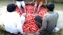 Carrot cleaning by Feet