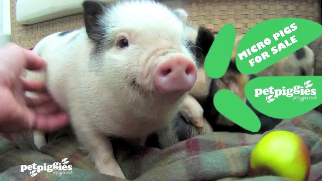 Micro / Mini Pigs for sale at Petpiggies