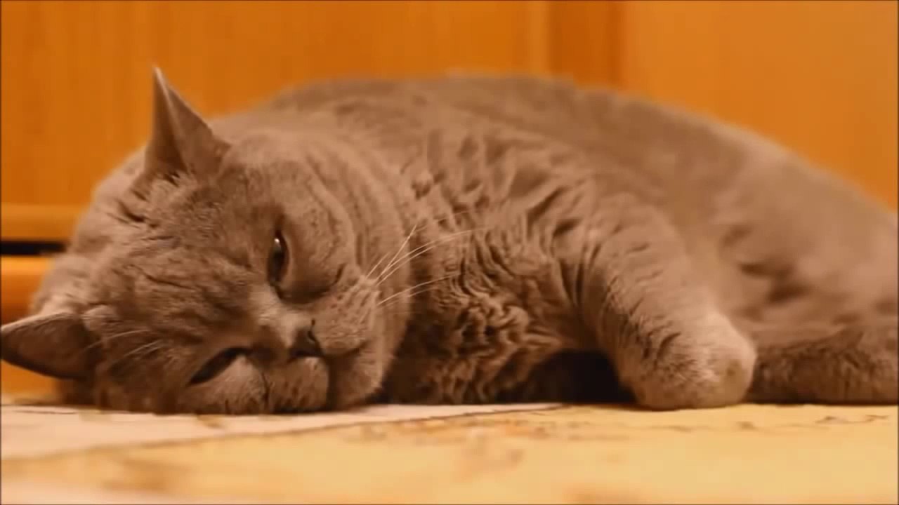 Funny Cats Compilation - 2014