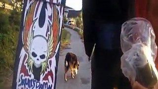 Teach your dog to skateboard (clickertraining puppy fun)