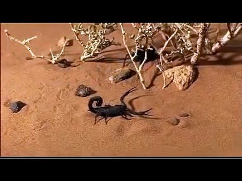Discovery Channel Animals scorpion vs Scorpion BBC).mpg -