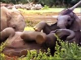 Wild Animal Safari Discovery Kit_ First Look Video - Baby Einstein