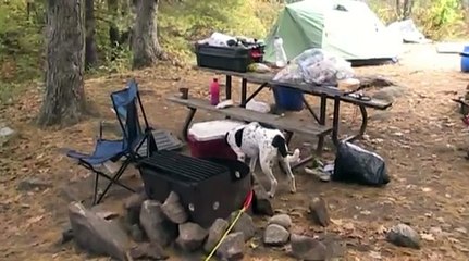 Camping with Gabby the dog at Six Mile Provincial Park, Ontario-October, 2012