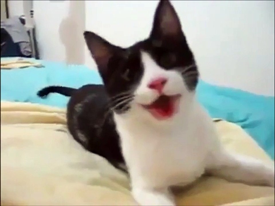 Cat Playing Fetch