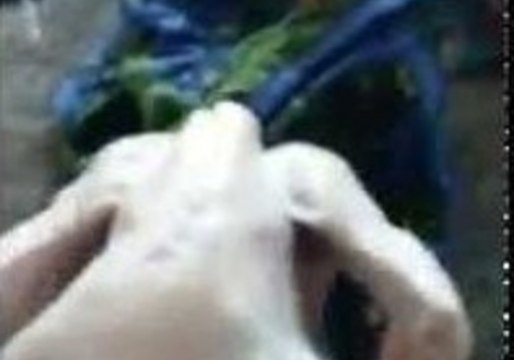 Turkey Attacker Alarms Young Boy