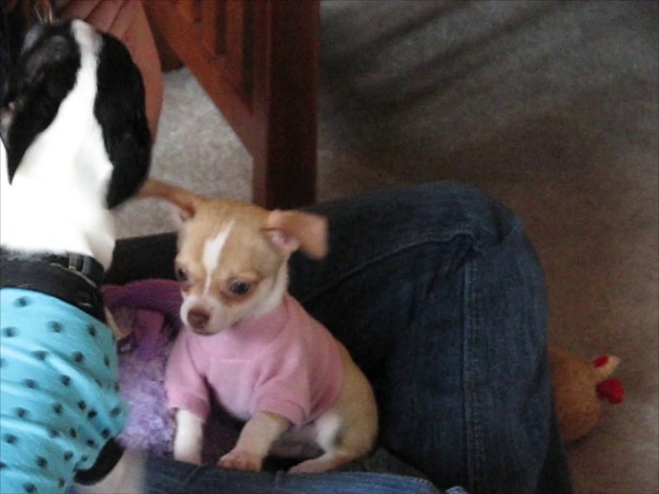 Dot and Puppy Chico