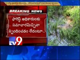 Elephants enter human habitat, destroy crops in Chittoor