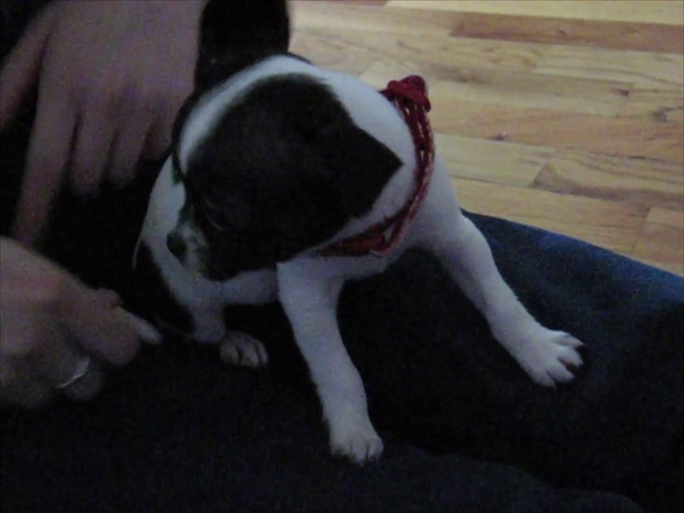 Dot The Puppy