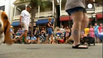 Carnaval anticipado a cuatro patas en Nochevieja