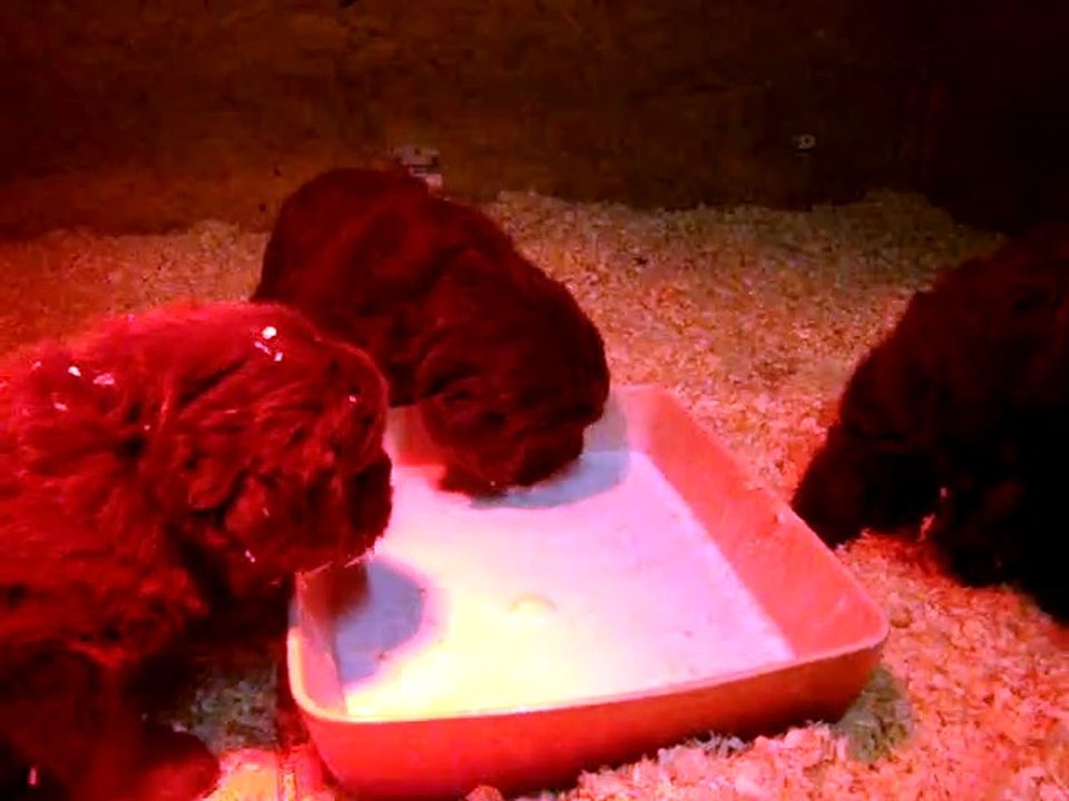 chiots terre neuve marron bronze de l'élevage de VALOYAN