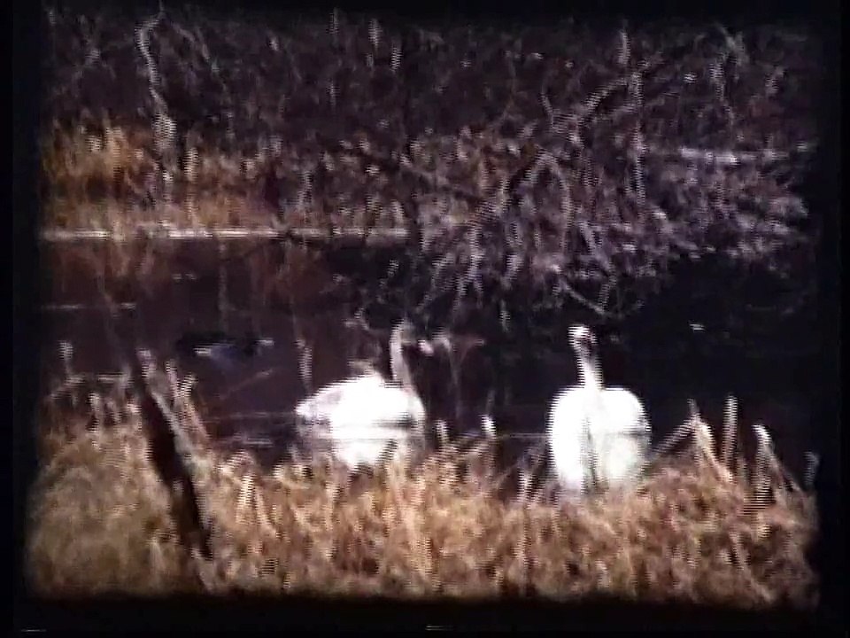 Bella Coola Natural History: Trumpeter Swans