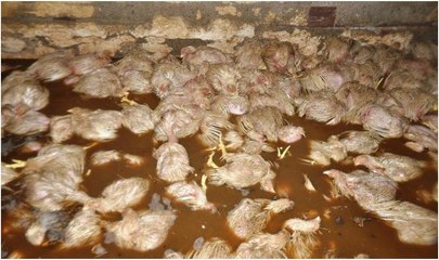 22 bin tavuk  boğularak telef oldu