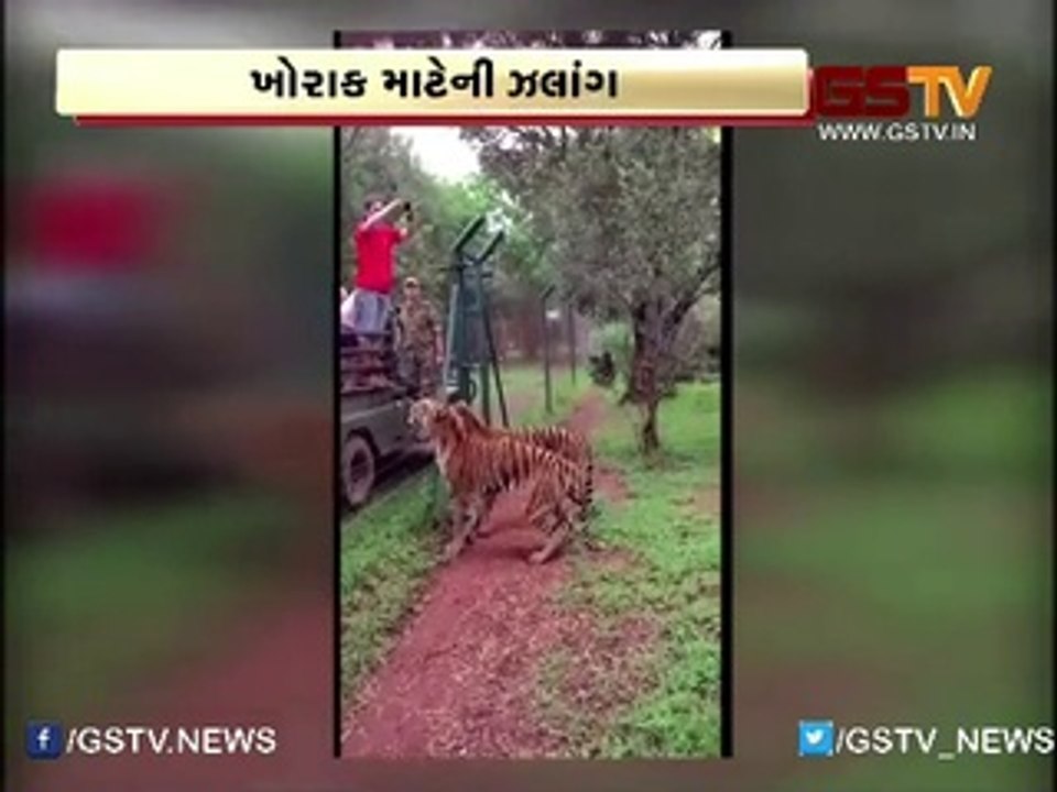વાઘે શિકાર માટે ૧૦ ફુટ ઊંચો કૂદકો માર્યો