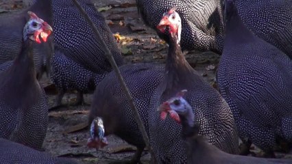 Pintades, coqs, oies des Barthes (3)