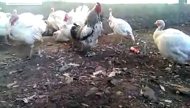 VID-20140411-WA0000-IKSSdepartment