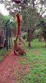 Un Tigre saute pour attraper de la viande, filmé en Slow Motion!