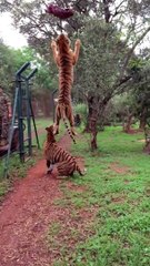 Tiger Jumping To Catch Meat In Slow Motion Is Glorious