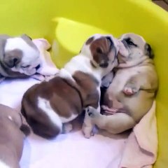 des chiots bulldog
