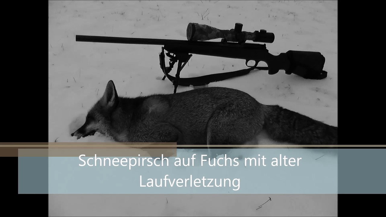 Schneepirsch auf Fuchs mit alter Laufverletzung