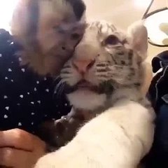 un petit singe très ami avec un bébé tigre