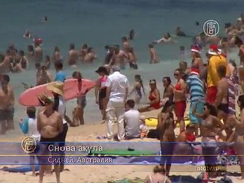 Акула перепугала сиднейский пляж