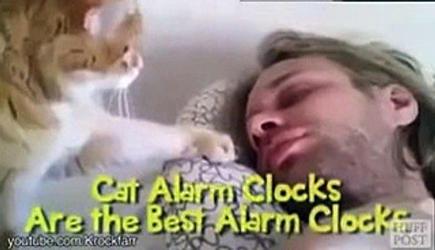 Cats Are The Best Alarm Clocks (Video @ Hamariweb.com)_mpeg4