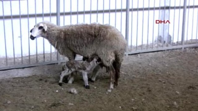 Erdemli Türkiye'nin İlk Romanov Koyunları Üreticinin Yüzünü Güldürüyor