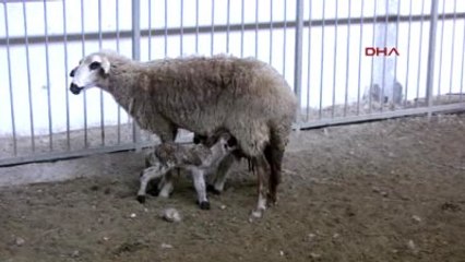 Erdemli Türkiye'nin İlk Romanov Koyunları Üreticinin Yüzünü Güldürüyor